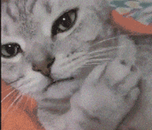猫咪放屁能有多臭真的上头
