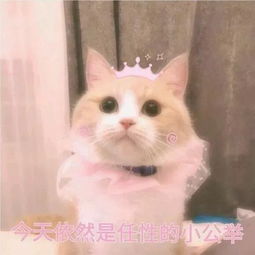 聊天怎能少了这些表情包呢
