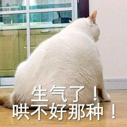 那些网红猫的品种,你知道吗