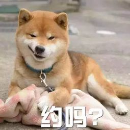 这些狗狗表情包,看过的人都收藏了哟