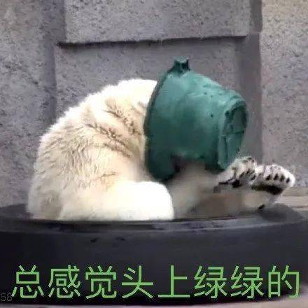 表情憨憨白熊戴绿饭碗找爷啥事