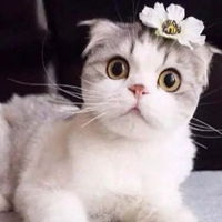 头像小猫咪可爱图片卡通小猫咪可爱头像带字