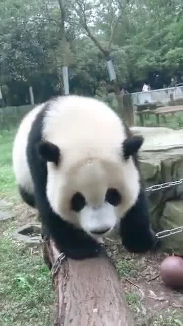 旁边那只熊猫你是来搞笑的吗别皮