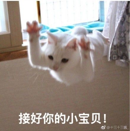 日常吸猫净化灵魂