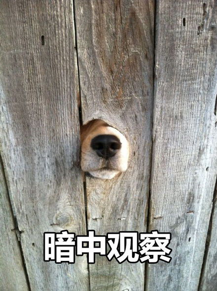 哈士奇表情包下载哈士奇表情包图片