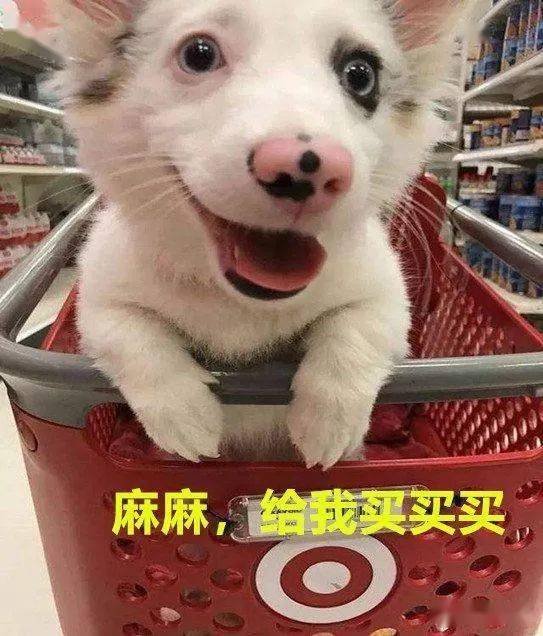 柯基犬第一次逛超市露出这幅表情,看到主人只给自己买后瞬间变脸