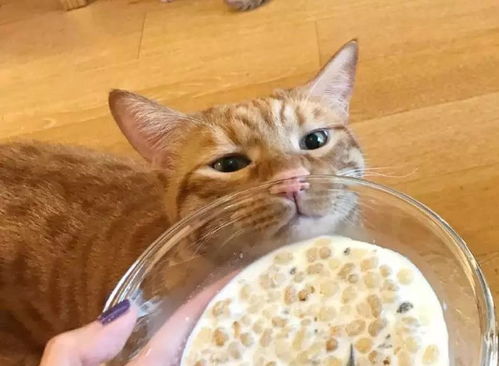 猫咪对主人的早餐很好奇,看了一眼后,猫咪的表情太搞笑