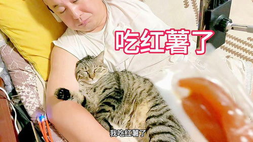 小猫咪确实胖了肚子上都有小马甲赘肉了