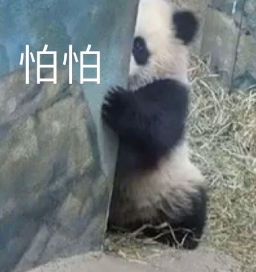 搞笑表情包图片加油,我们能行,好了,你不要再说了