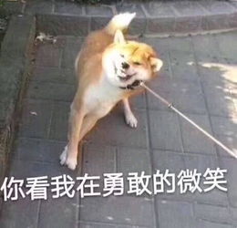搞笑段子去复印店复印身份证,掏出身份证和一张百元钞票