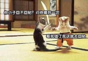 小猫看你以后还敢不敢