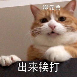 萌宠专用搞笑表情包快哄我,宝宝不开心了