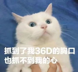 搞笑图片沙雕图片表情包猫咪