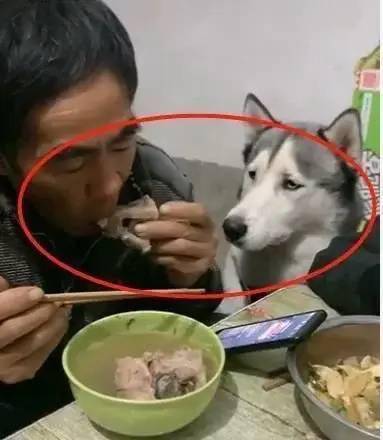 姥爷吃大骨头,一旁二哈的表情笑喷了,狗姥爷,给我吃一口呗