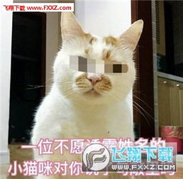 敲里吗表情大合集下载敲里吗猫咪表情高清无水印下载飞翔下载