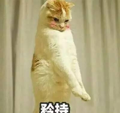 猫咪屎官的恶趣味爱摸猫主子的蛋蛋你中招了没
