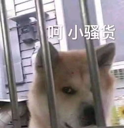 恭喜腾讯终于被抄袭了一次