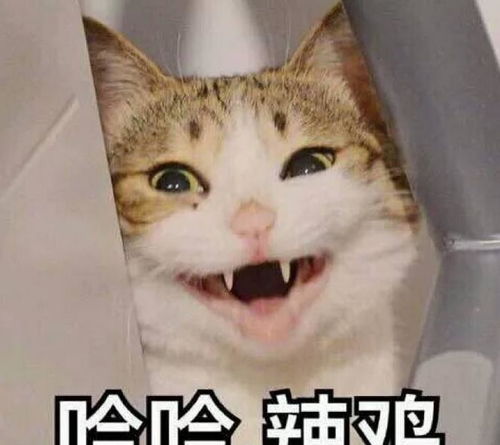 让你更懂你的猫猫主子老睡我床上是为了啥网友是想保护你