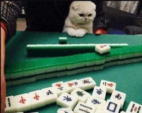 主人带着猫咪玩麻将,结果猫咪做出这事,旁边的牌友傻眼了
