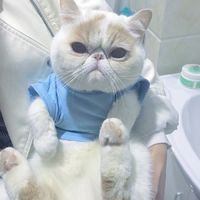 胖嘟嘟的可爱猫咪头像图片微信头像图片大全