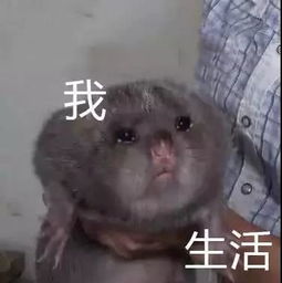 做表情包的文字搞笑家鼠