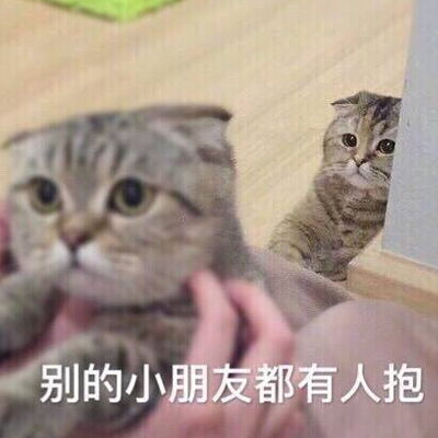 猫咪超级萌超级搞笑带字头像2018最新版徒有一腔孤勇无处安放