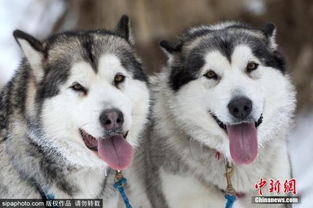 俄罗斯举办雪橇犬锦标赛一大波二哈贡献表情包