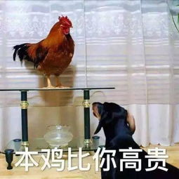 上海应技大躺枪成野鸡大学网友吵翻...无辜的上海大学不想说话