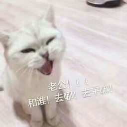 喊老公表情包2