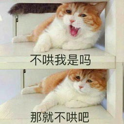 很搞笑的表情包猫咪