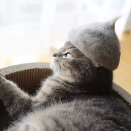 猫毛做的猫帽