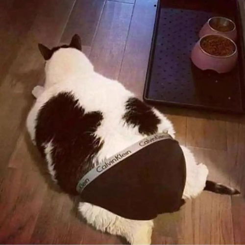当沙雕猫咪表情包变成了小清新水彩画