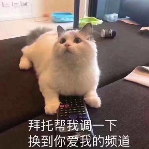 超搞笑的表情包动物