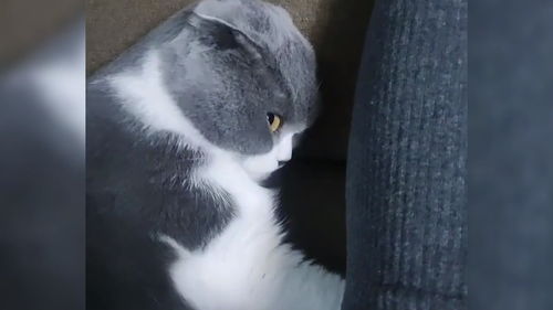 搞笑动物当猫生气时,它的表情是这样的