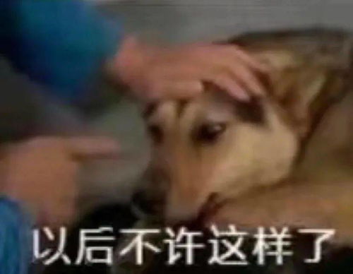 一波好笑的表情包