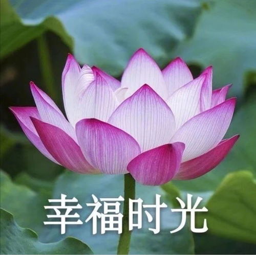 有哪些适合中年人用的头像
