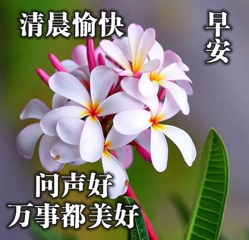 早上好问候语早上好动图表情专辑早上好表情包