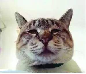 采购人的一天猫咪表情包