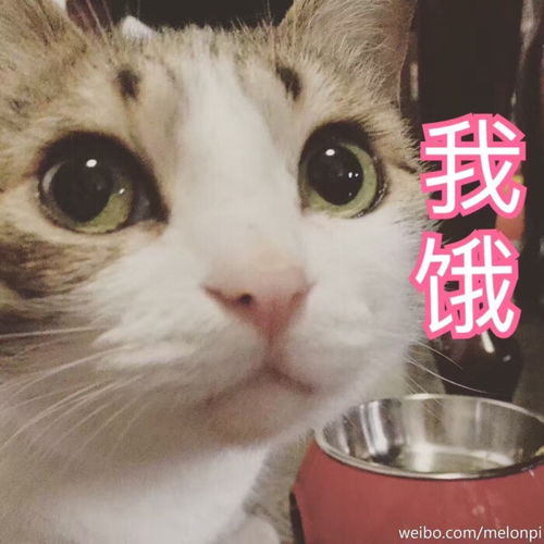 超搞笑表情生日快乐