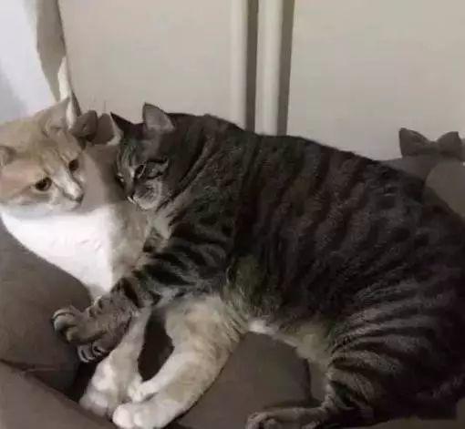 最容易变胖的猫排行榜里,第一位竟不是橘猪