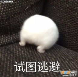 老师这道题我会小龙虾表情包从懵懂到清醒小刺猬表情包下载乐游网游戏下载