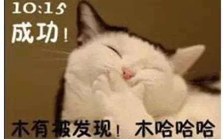上班喵苦逼的一天,其实是猫奴的生活