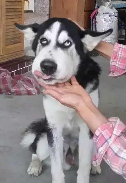 哈士奇,为表情包而生的狗子