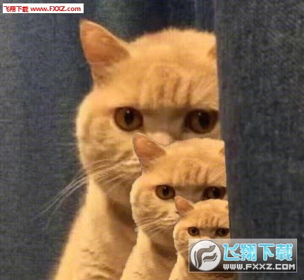猫咪暗中观察表情包无水印版下载橘猫暗中观察表情包系列下载飞翔下载