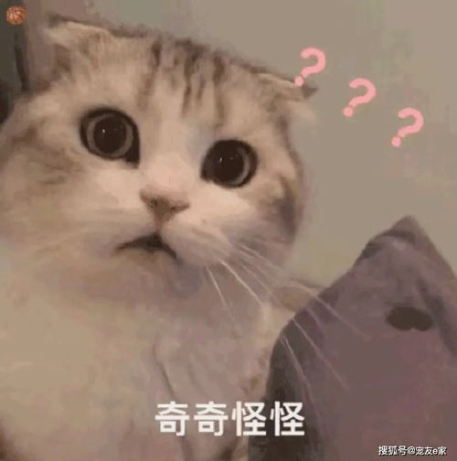 宠友说表情包分享第期