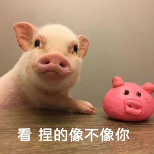 可爱又搞怪的文案1.0