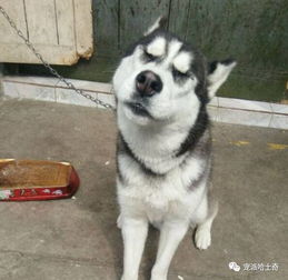 送给爸妈一只二哈养着,结果爸妈嫌它烦,直接栓门口看家了