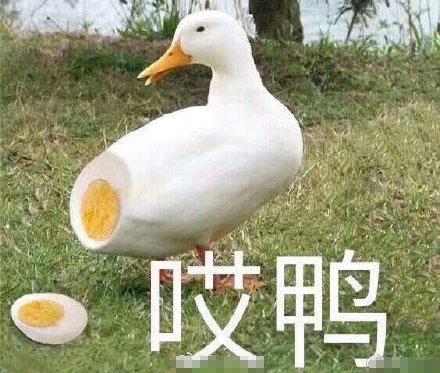 表情鸭鸭表情包没有啦没有啦,我也就一般可爱啦侵权表情