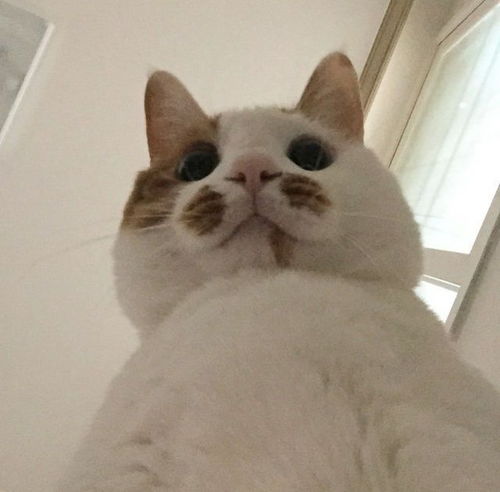 为什么有人说喜欢发猫表情包的男生是渣男