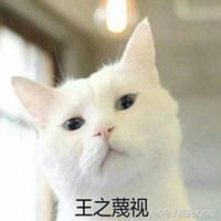 搞笑的猫咪高清表情包微信头像图片大全